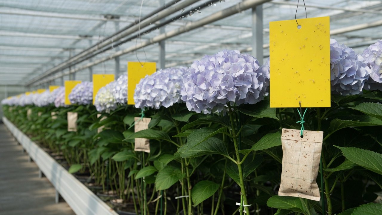 Prevention over panic: building a clean-crop protocol